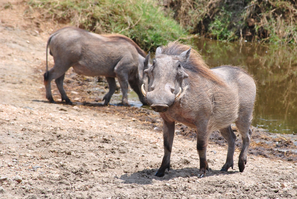  2 DAYS SAFARI - TARANGIRE, NGORONGORO